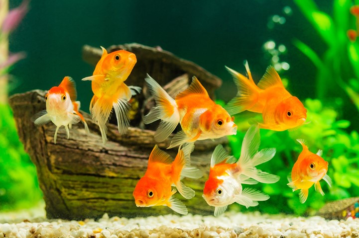 Pet Fish: A Comprehensive Guide to Caring for Your Aquatic Companions