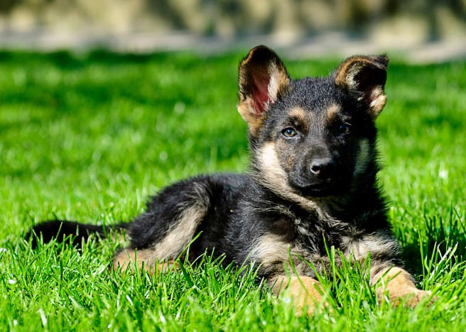 What to Expect When Bringing Home a German Shepherd Puppy From Germany