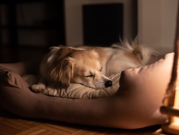How to Select the Perfect Puppy Bed