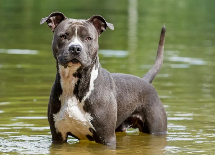 American Staffordshire Terrier Dog: A Loyal Companion with a Rich Heritage
