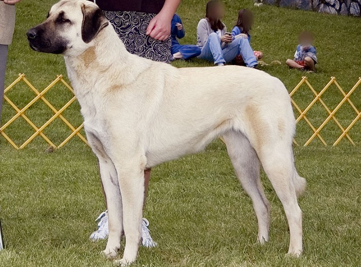 Anatolian Shepherd Dog: Guardian of the Anatolian Plains