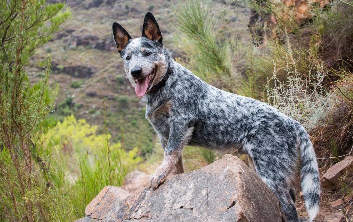 Australian Cattle Dog: A Versatile Breed with a Rich History