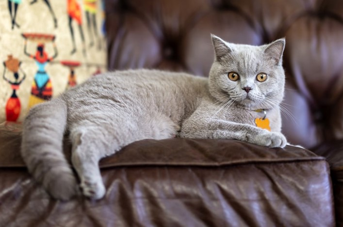 British Shorthair Cat: A Guide to this Charming Breed
