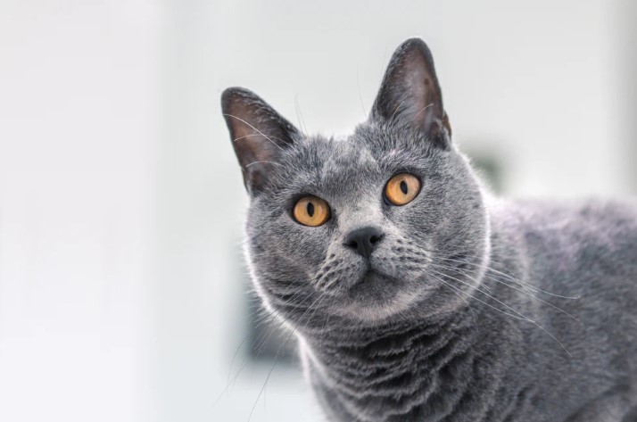 Chartreux Cat: A Majestic Companion