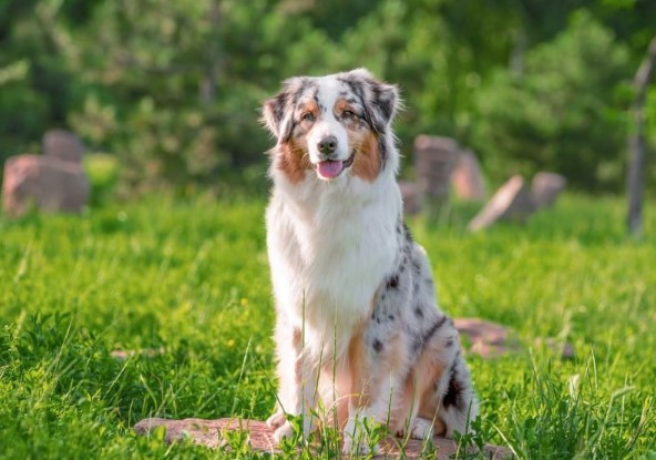 Australian Shepherd Dog Breed