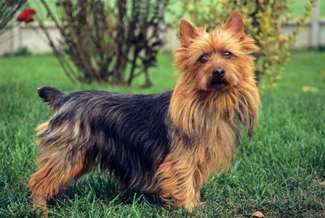 Australian Terrier Dog Breed