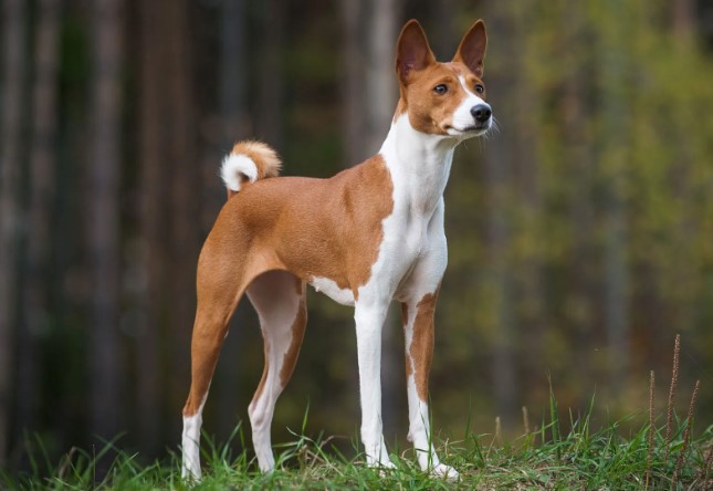 Unveiling the Charm of the Basenji Dog Breed: A Comprehensive Guide