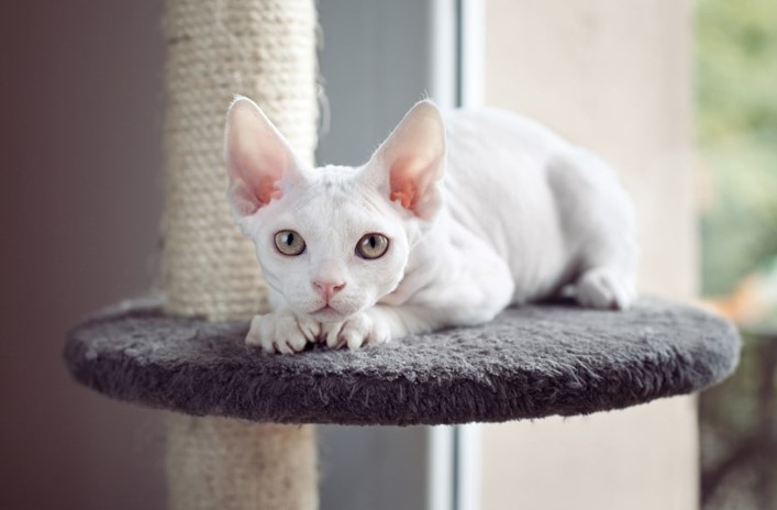 Devon Rex Cat Breed