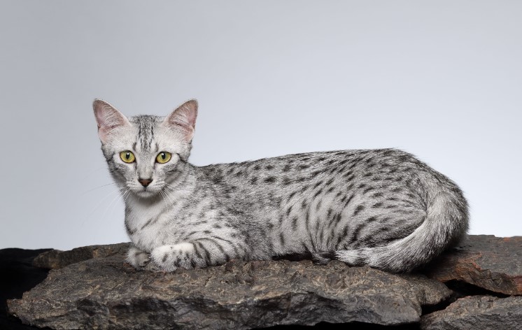 Egyptian Mau Cat Breed