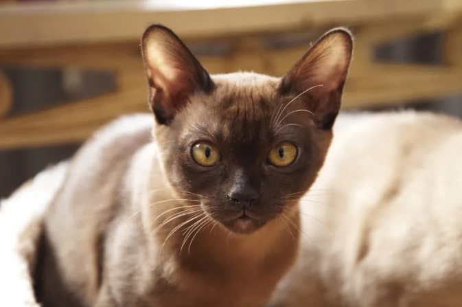 European Burmese Cat Breed: A Comprehensive Guide