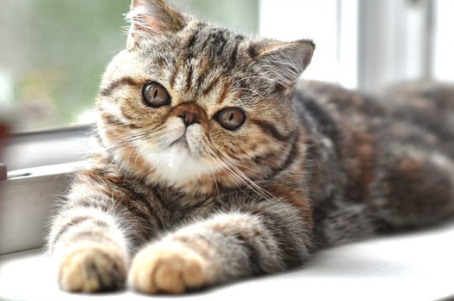 Unraveling the Charm of Exotic Shorthair Cat Breed