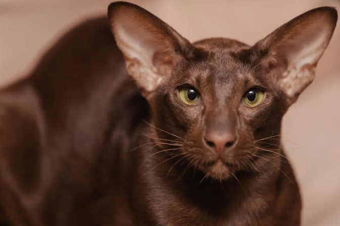 Unveiling the Mystique of Havana Brown Cat Breed: A Comprehensive Guide